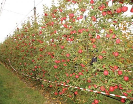 Pink Lady growing on a Bibaum wall of fruit just before harvest.